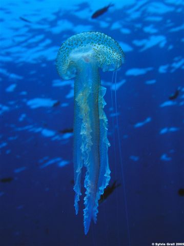 Pelagia noctiluca 3